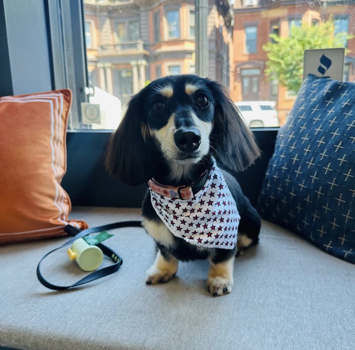 Freshly groomed dachshund